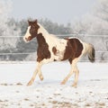 Gorgeous paint horse stallion on winter pasturage