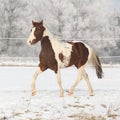 Gorgeous paint horse stallion on winter pasturage