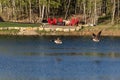 Canada Geese flying over water Royalty Free Stock Photo