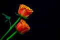 Close up of a pair of caribbean flaming orange roses on dark background