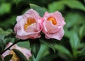 Gorgeous pair pink Camelia blooms