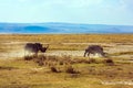 Gorgeous pair wild rhinos