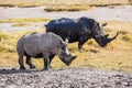 Gorgeous pair wild rhinos