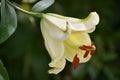 Gorgeous Pale Yellow Lily Flowering in a Garden Royalty Free Stock Photo