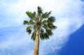 Gorgeous palm tree crown on blue sky and white clouds background. Aruba island. Royalty Free Stock Photo