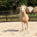 Gorgeous palomino stallion running Royalty Free Stock Photo