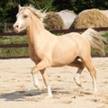 Gorgeous palomino stallion running Royalty Free Stock Photo