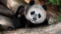 Gorgeous Panda enthusiastically waving his paw close-up