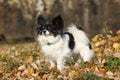 Gorgeous papillon in autumn