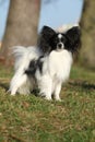 Gorgeous papillon in autumn