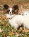 Gorgeous papillon in autumn