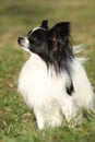 Gorgeous papillon in autumn