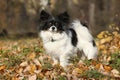 Gorgeous papillon in autumn