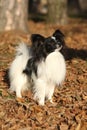 Gorgeous papillon in autumn