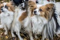 Gorgeous papillons standing in autumn forest Royalty Free Stock Photo