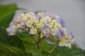 Beautiful Pastel Blue Hydrangea Bush Flowering and Blooming Royalty Free Stock Photo