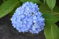 Beautiful Pastel Blue Hydrangea Bush Flowering and Blooming Royalty Free Stock Photo