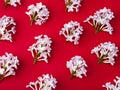 Gorgeous pattern of white lilacs.