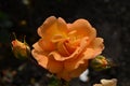 Gorgeous Peach Rose Blossom with Rosebuds in a Garden Royalty Free Stock Photo