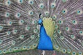 Gorgeous Peacock with tail feathers fanned out Royalty Free Stock Photo