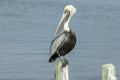 Gorgeous pelican sitting on a wooden stake.
