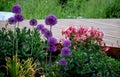 Gorgeous perennial of lush red color, with a white center. The flowers are suitable for cutting. The beautiful contrasting colour