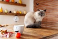 Gorgeous pet cat sitting on table in halloween theme decorated living room. Lifestyle Halloween holiday family house interior. Royalty Free Stock Photo