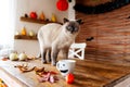 Gorgeous pet cat standing on table in halloween theme decorated living room. Lifestyle Halloween season family house.