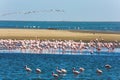 Gorgeous pink birds. African coast of the Atlantic.