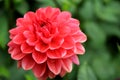 Beautiful pink flower covered in early morning dew Royalty Free Stock Photo