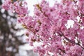 Gorgeous pink flowers beautiful  sakura close up cherry blossom with blue sky in botanic garden in spring time blurred background Royalty Free Stock Photo
