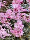 Gorgeous pink flowers beautiful  sakura close up cherry blossom with blue sky in botanic garden in spring time blurred background Royalty Free Stock Photo