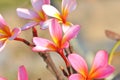 Gorgeous pink frangipani flowers with bright background