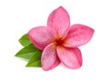 Gorgeous Frangipani Flowers. Royalty Free Stock Photo