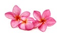 Gorgeous Frangipani Flowers. Royalty Free Stock Photo