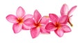 Gorgeous Frangipani Flowers. Royalty Free Stock Photo