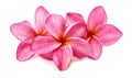 Gorgeous Frangipani Flowers. Royalty Free Stock Photo