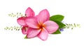 Gorgeous Frangipani Flowers. Royalty Free Stock Photo