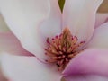 Gorgeous Pink Magnolia Bloom Up Close in Detailed Macro Shot Royalty Free Stock Photo