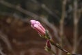 Gorgeous Pink Magnolia Bud Up Close in the Spring Royalty Free Stock Photo