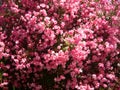 Gorgeous pink NÃÂ©rium bush. Beautioful oleander flowers.