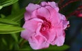 Gorgeous pink oleander flower Royalty Free Stock Photo