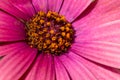 gorgeous pink and orange blossom of a cap daisy flower