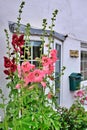 Gorgeous pink and red Hollyhocks in garden, Norwich, East Anglia, UK