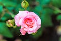 Gorgeous pink rose on a blurred background in a city park.