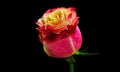 Gorgeous Pink Rose Bud On A Black Background.