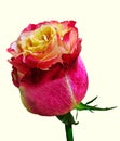 Gorgeous Pink Rose Bud On A White Background.