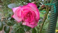 Gorgeous pink rose Royalty Free Stock Photo