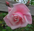 Gorgeous Pink Rose Flowers blossom In the Garden