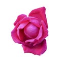 Gorgeous pink rose head isolated on white. Beautiful Crimson rose flower